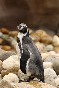 Humboldt企鹅动物灰色野生动物羽毛黑色岩石荒野白色图片