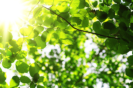 树叶和复制空间花园晴天环境太阳框架森林背景植物生态绿色图片