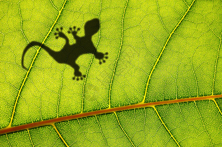 树叶影子叶子上的壁虎影子墙纸背光环境雨林绿色丛林热带阴影鬣蜥爬虫背景