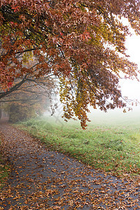 清晨秋秋初 公园中雾雾的清晨绿色胡同森林气氛金子情绪树叶红色叶子地毯图片