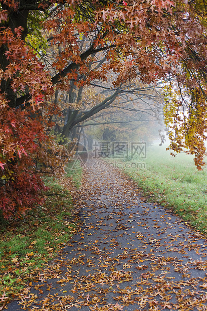 清晨秋秋初 公园中雾雾的清晨胡同气氛地毯红色风景叶子树叶森林金子情绪图片