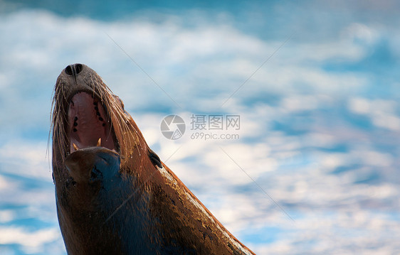 密封海豹水池鼻子哺乳动物动物海洋牙齿蓝色野生动物图片