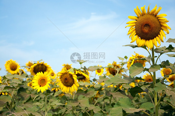 实地向日葵植物群花粉农业飞行蓝色晴天生长场地活力自然图片