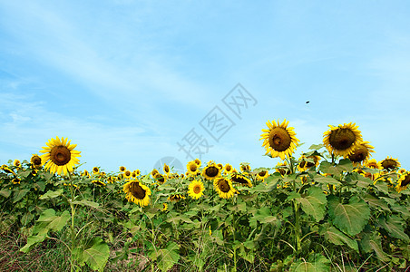 实地向日葵蜜蜂植物学蓝色场地晴天植物天空乡村农业生长图片