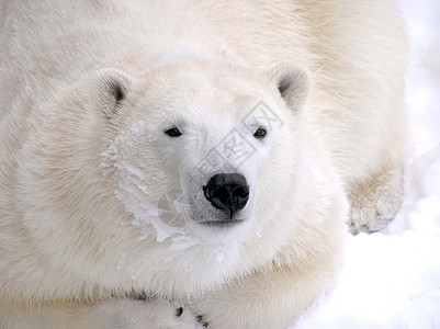 北极熊躺下图片
