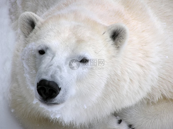 北极熊准备作午睡肖像图片