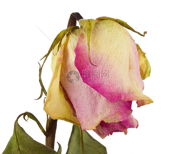 干玫瑰脆弱性叶子工作室粉色老化花瓣植物白色乡愁死亡图片