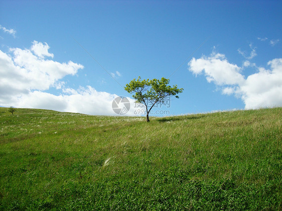 绿树和草地与白云的蓝天空相对图片