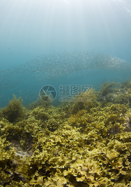 科尔特兹海景图片