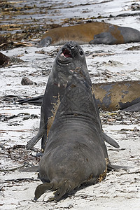 南象海豹哺乳动物动物野生动物图片