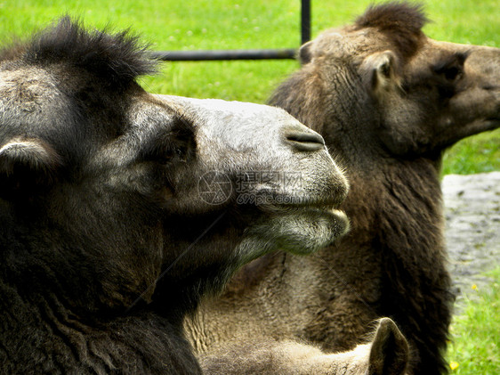 黄玉旅行骆驼哺乳动物动物亲戚动物园图片