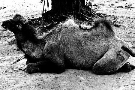 Bactrian骆驼动物园动物亲戚黑色白色图片