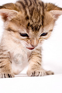可爱猫胡须白色毛皮猫咪宠物猫科小猫动物图片