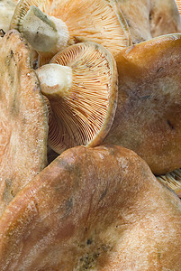 藏红牛奶帽或花生奶粉蘑菇场地香气菌根烹饪植物森林收藏白色菌类图片