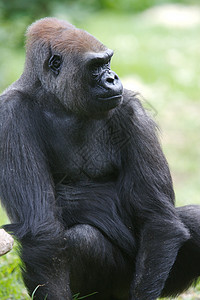 西部低地大猩猩人猿猴子灵长类动物荒野野生动物图片