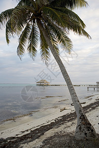 宁静的海岸上的棕榈海景蓝色天空游客旅行阳光天堂假期热带地平线图片