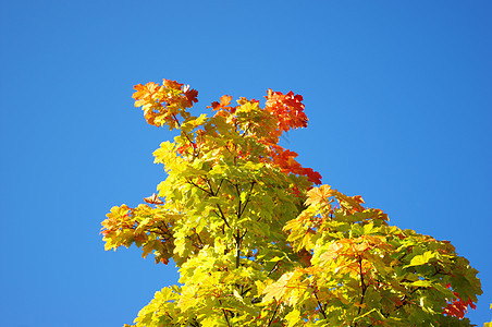 秋叶色彩黄色叶子天空红色焦点饱和色阳光蓝色植物图片