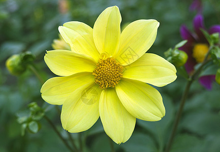 美丽的黄花地球植物群绿色花瓣花园叶子植物学花蜜植物宏观图片