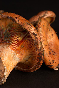 红松树蘑菇图片