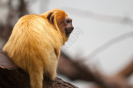 金色的狮子塔马林猴子 利昂托皮克斯罗萨利亚警报古猿食物灵长类荒野热带食肉野生动物毛皮眼睛图片