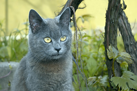 户外灰猫图片