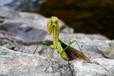 一只螳螂条纹鬓角叶子说谎翅膀食肉薄荷动物漏洞昆虫图片