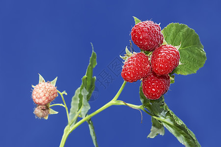 树枝有成熟的草莓浆果图片