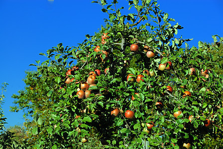 苹果生长季节天空生物学阳光叶子晴天植物蓝色蔬菜图片