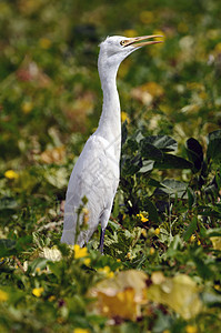 Egret 电子格雷特荒野尾巴羽毛自由眼睛翅膀白鹭配种观鸟野生动物图片