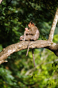 妇幼母亲和子女家庭动物群森林哺乳动物婴儿荒野橙子野生动物国家灵长类图片