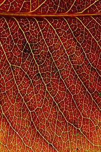 秋叶叶叶子静脉宏观纹理背光树叶图片