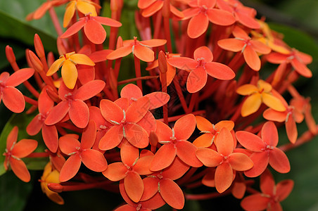 ixora 等离衬套茉莉花花粉植物群植被宏观红色外星人灌木仙丹图片