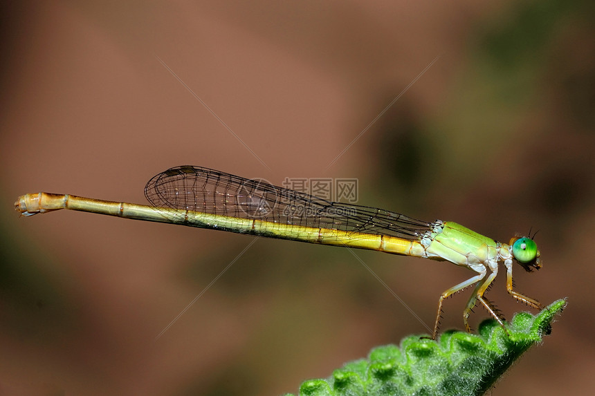 自 己蓝绿金属昆虫翅膀毛茛宏观芨芨草昆虫学追逐者漏洞图片