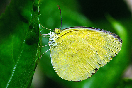 黄黄色荒野天线植物白色蝴蝶叶子黄色花园宏观翅膀图片