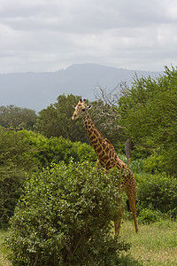 非洲长颈鹿旅行风景野生动物旅游棕色哺乳动物脖子公园地形图片