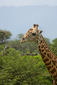 非洲长颈鹿旅行公园旅游野生动物棕色脖子哺乳动物风景地形图片