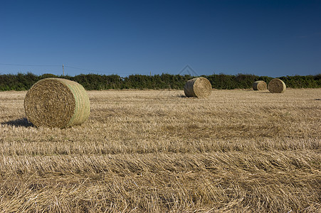 海巴贝场地稻草乡村收成农场蓝色干草小麦黄色绿色图片