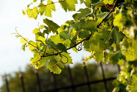 藤枝分支雨滴树叶植物学花园酿酒植物生长植物群枝条叶子图片