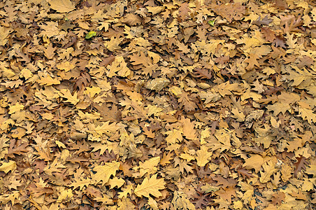 秋季背景金子花园红色橙子季节棕色叶子季节性环境黄色图片