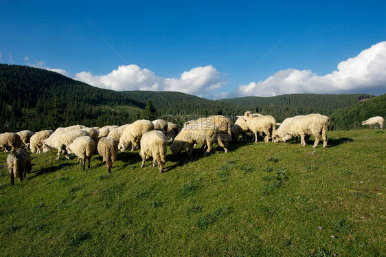 绵羊白痴场地动物国家家畜树木绿色植物环境丘陵哺乳动物图片