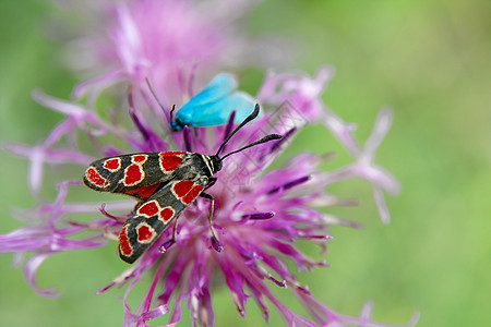 蝴蝶肉桂活力昆虫日光宏观生物动物群草地场地生物学图片