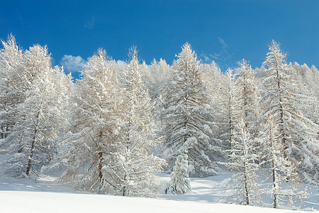 冬季森林冻结晴天树木踪迹冻伤小路松树环境风景场景图片