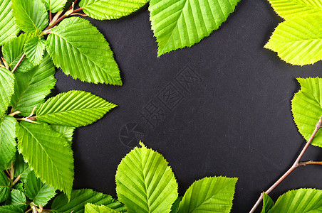 树叶和复制空间问候语照片植物群黑色绿色边界季节框架卡片环境图片