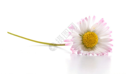 菊花花问候语花园植物空白白色花朵季节卡片园艺图片