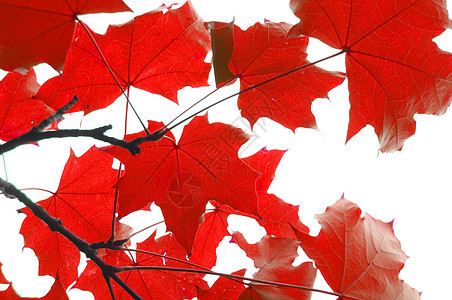 红秋叶树叶季节红色白色背景图片