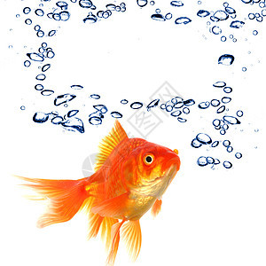 金鱼和复制空间讲话白色气泡背景图片