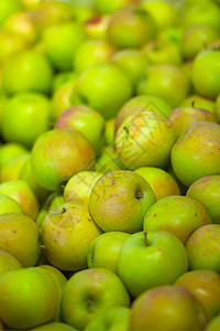 绿色苹果水果生产生长市场小吃果汁果园馅饼饮食采摘图片