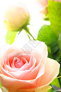 明亮粉红玫瑰日历花束庆典卡片花朵花园妈妈们叶子热情浪漫图片