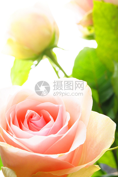 明亮粉红玫瑰日历花束庆典卡片花朵花园妈妈们叶子热情浪漫图片