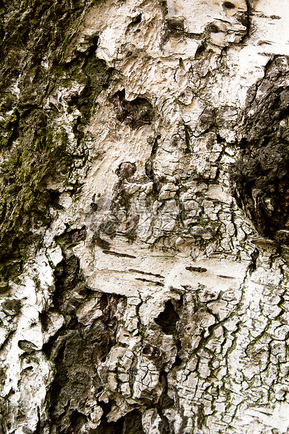 背景或模式使用 Birch 树皮纹理图片